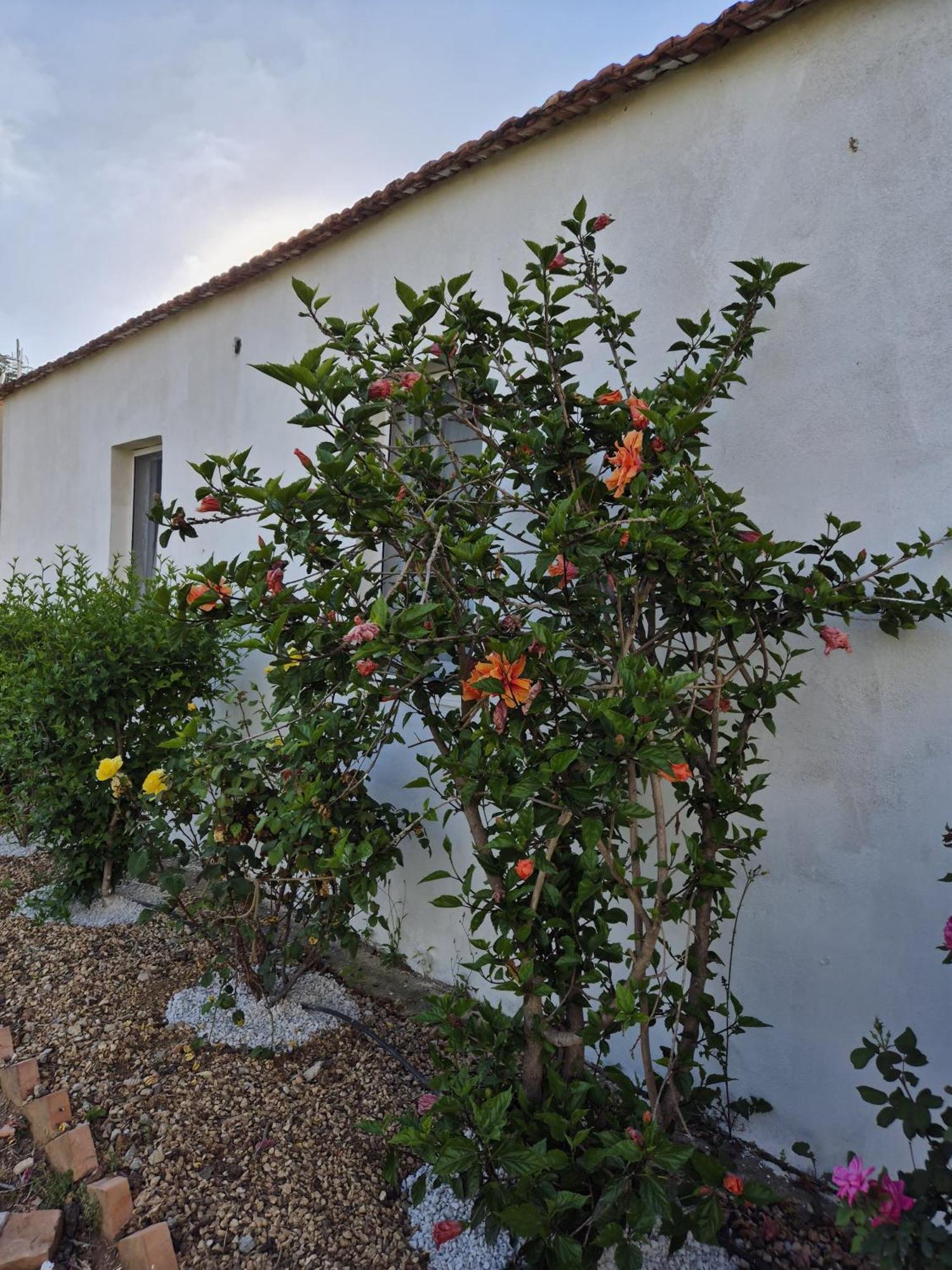 Villa Elvira Country House Belvedere Marittimo Buitenkant foto
